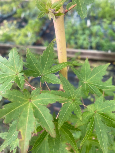 Acer palmatum 'Gold Digger' - mapleridgenursery